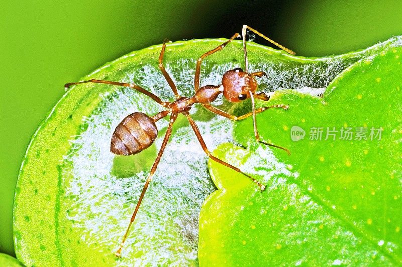 蚂蚁在折叠的叶子上筑巢。