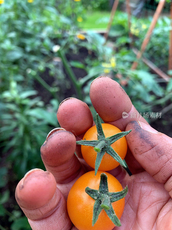 园丁在有机花园的藤蔓上种植五颜六色的橙色樱桃番茄