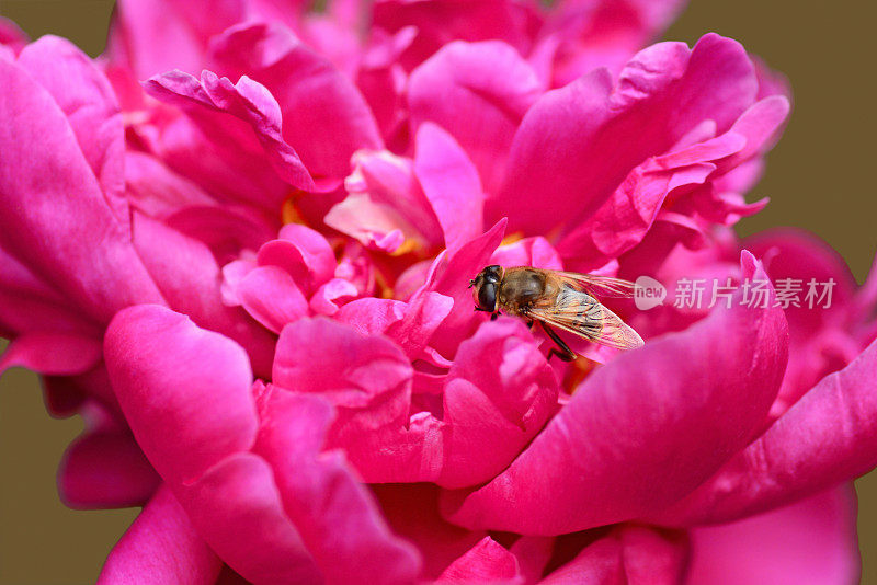 蜜蜂在牡丹上休息。