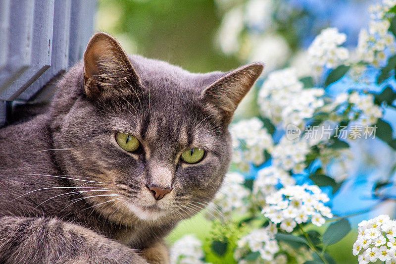 外面的花里有只绿眼睛的灰猫。狩猎。