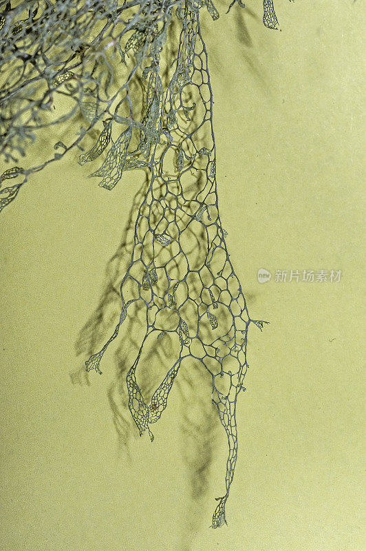 橡树上的蕾丝地衣。树花属menziesii