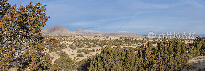 全景通过杜松树丛到偏远的山在亚利桑那州。聚焦于前景中的灌木丛，背景散焦。超大缝合全景
