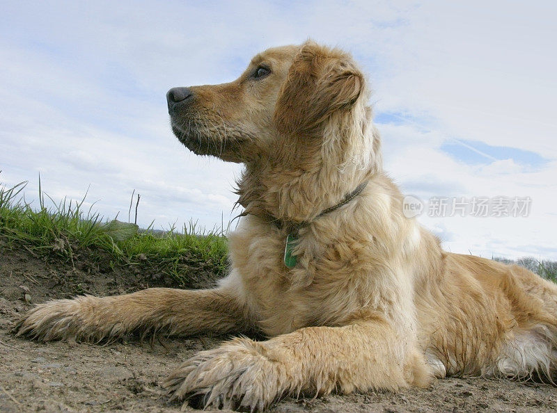 金毛猎犬的狗