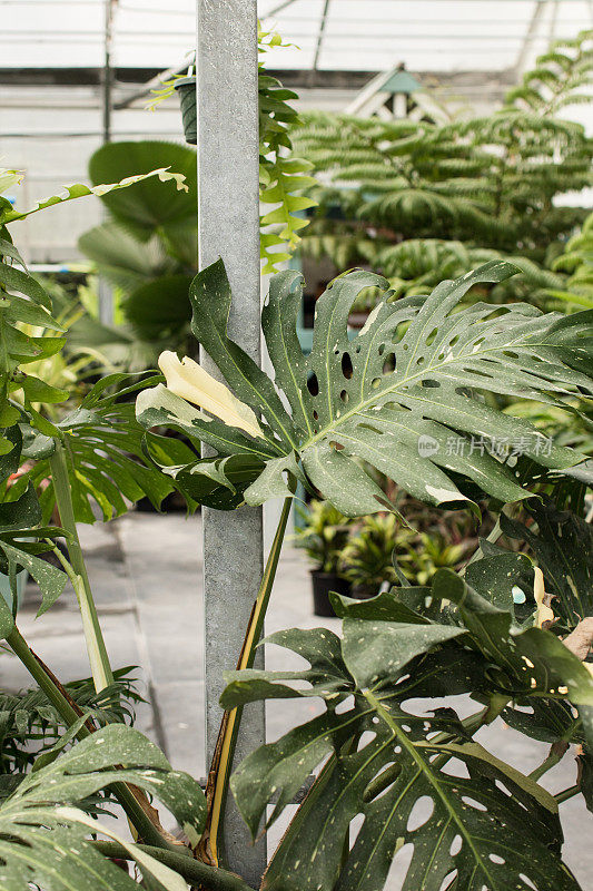 稀有热带白色杂色Monstera美味“瑞士奶酪植物”植物叶