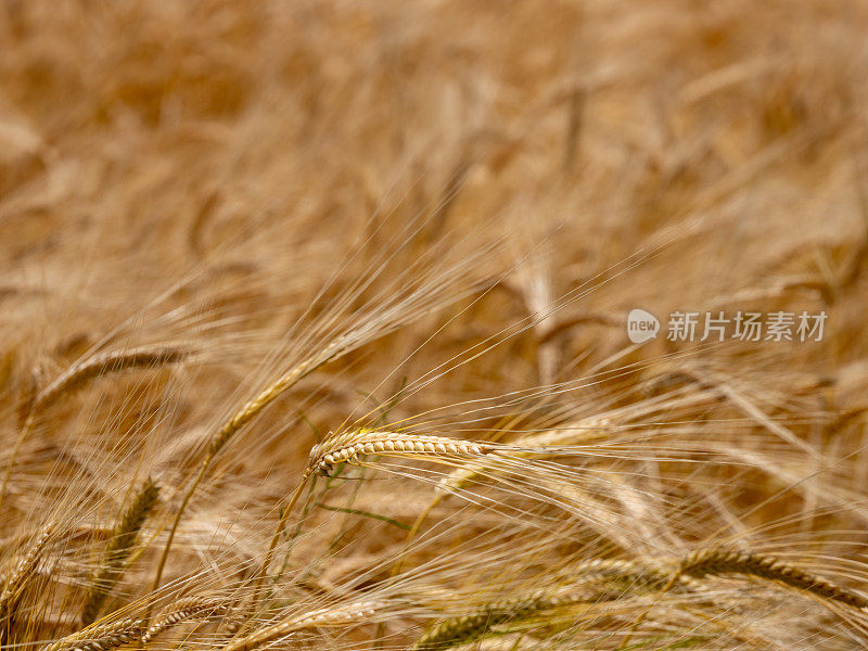 小麦种植和金黄色的小麦穗等待收获