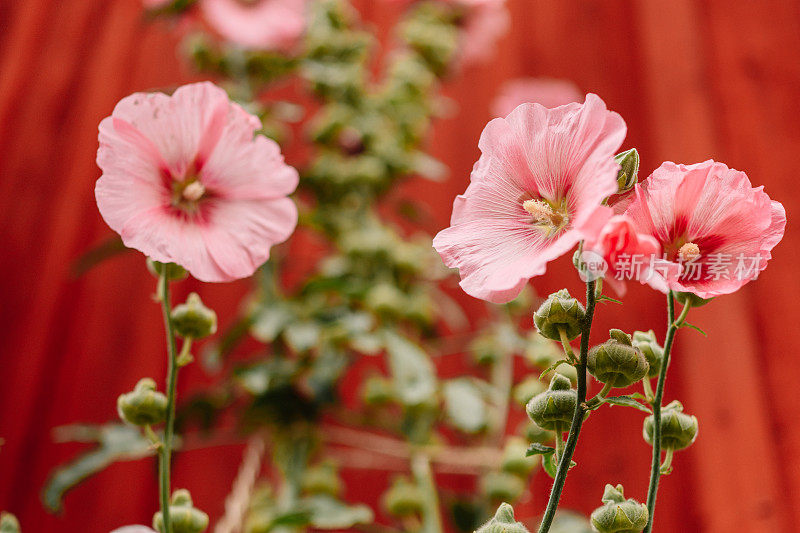 花alcea，玫瑰红，常见的蜀葵，在户外的红色墙壁在夏天