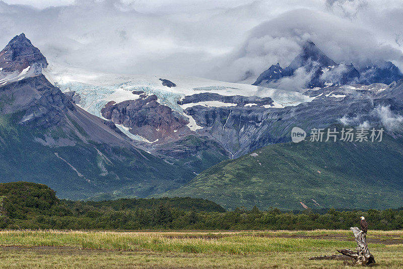 阿拉斯加荒野和秃鹰