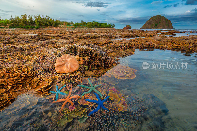 福颜议员珊瑚礁上的海星