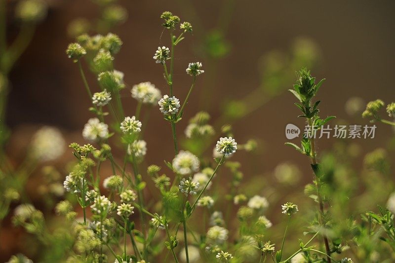 小河边的野花为背景