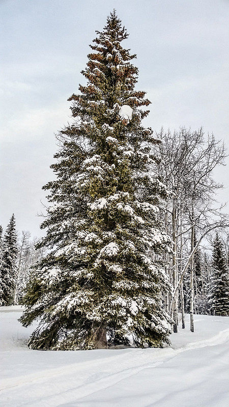 阿拉斯加的冬天树