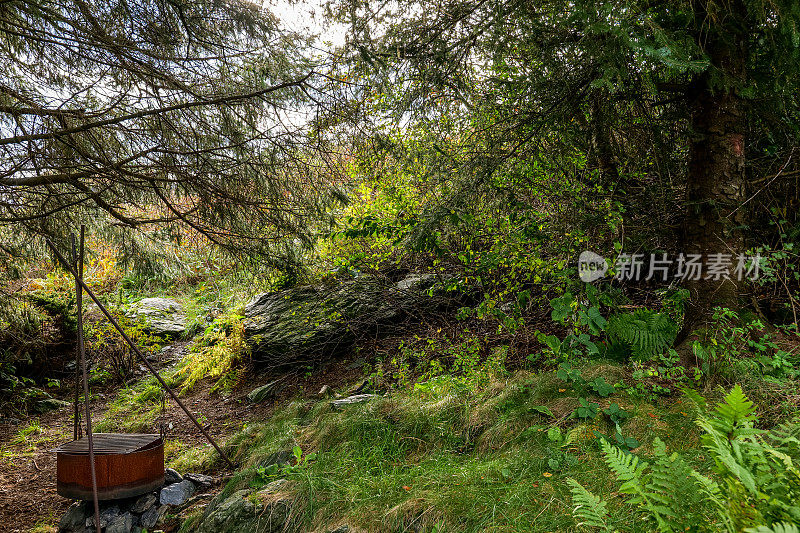 挪威南部斯塔万格附近的Byfjorden峡湾的森林和岩石植物