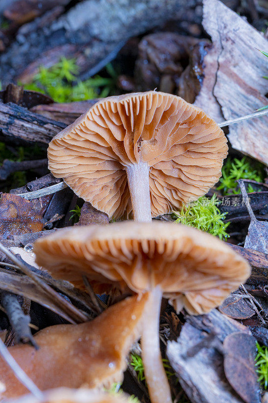 丛林中的蘑菇，秋季在蒙特塞尼山，加泰罗尼亚自然公园