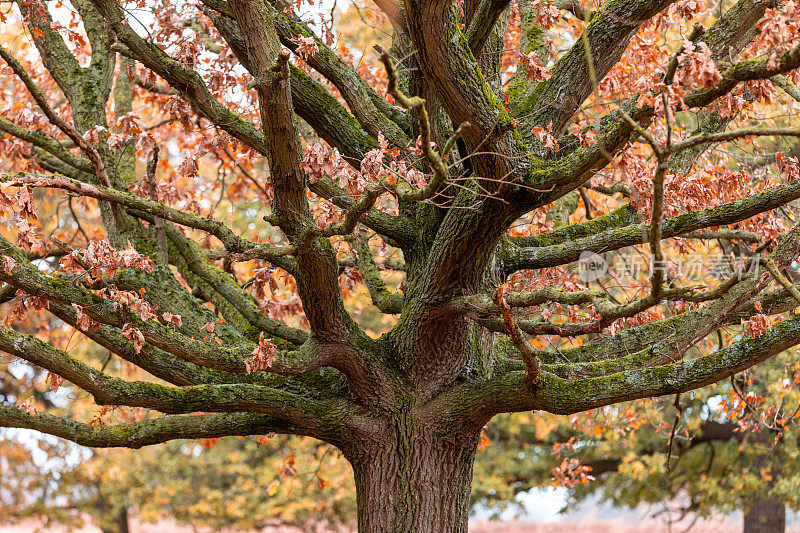 秋天的树木和树叶在里士满公园在伦敦