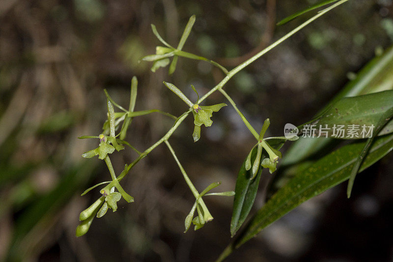 绿飞兰花枝对角线宏