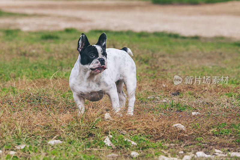 法国斗牛犬在海边摆姿势