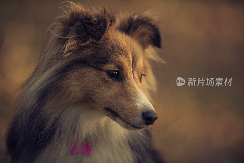 美丽的设得兰牧羊犬秋色画像(XXXLarge)