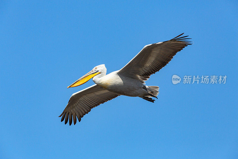 达尔马提亚鹈鹕飞行