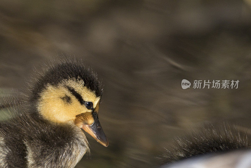 野鸭丑小鸭肖像