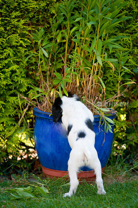 小黑白小狗用后腿站着，伸手到一个大花盆里咬植物，忍不住乘机胡闹。