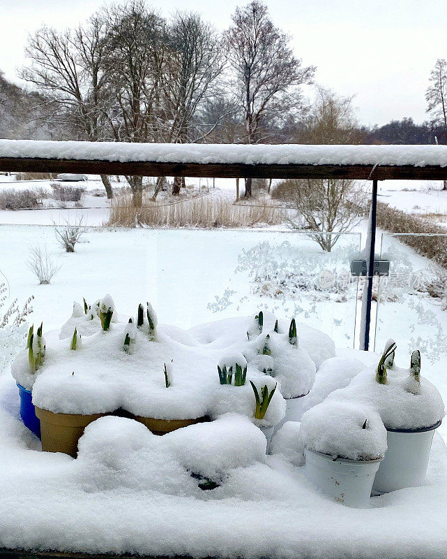 阳台上一盆盆春花被雪覆盖。