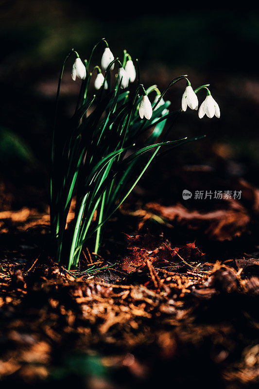 春天的雪花莲