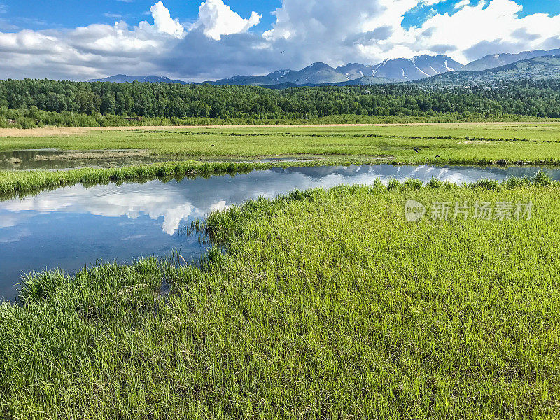 鸟类和湿地保护区-波特沼泽附近的安克雷奇，阿拉斯加