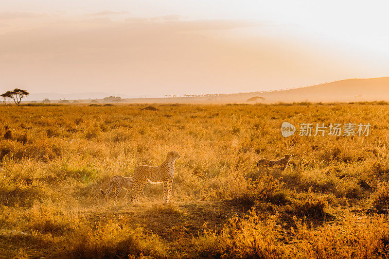 在非洲大草原上，猎豹一家在明亮的夕阳下散步的风景