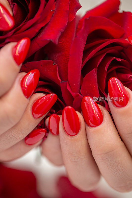 粉红色的长指甲握着红色的玫瑰花蕾