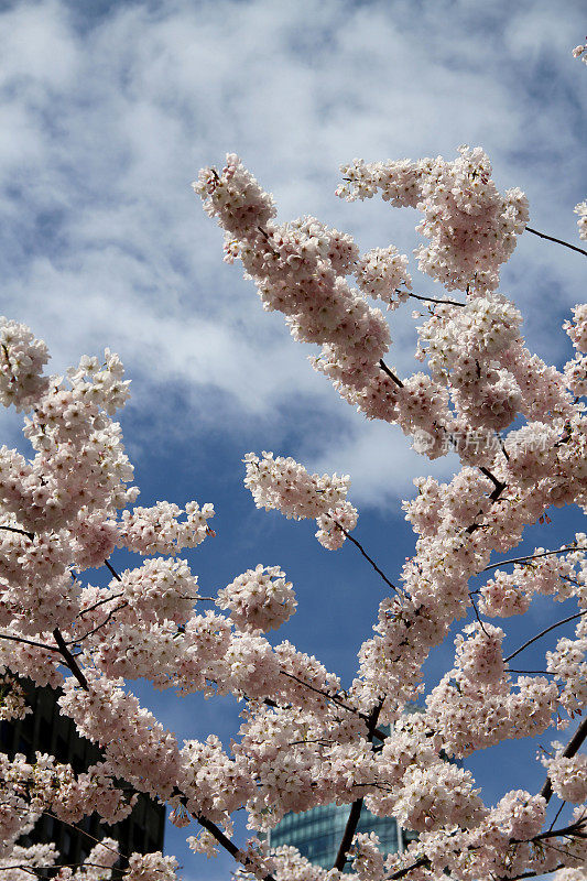 鲜花和天空