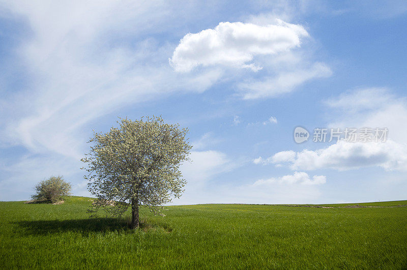 两棵树在草地上，和蓝天