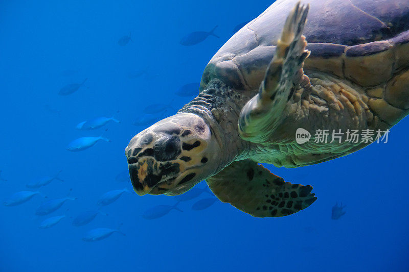 水下红海龟