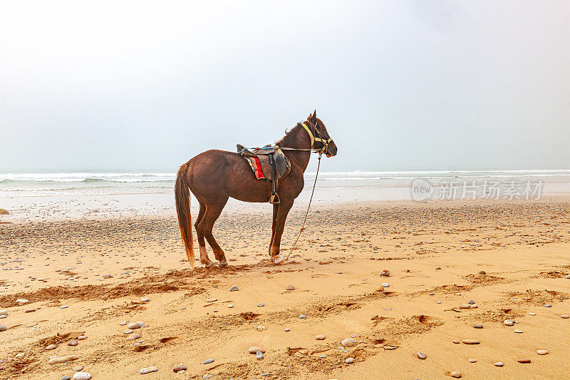 骑马站在大西洋沿岸，西迪伊夫尼，莱齐拉，摩洛哥，北非
