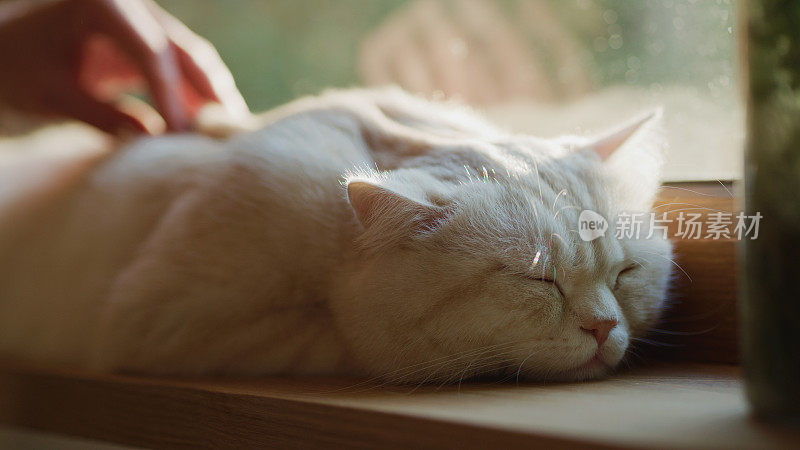 可爱的英国短毛猫在客厅休息，主人爱抚着它。窗台上的肖像