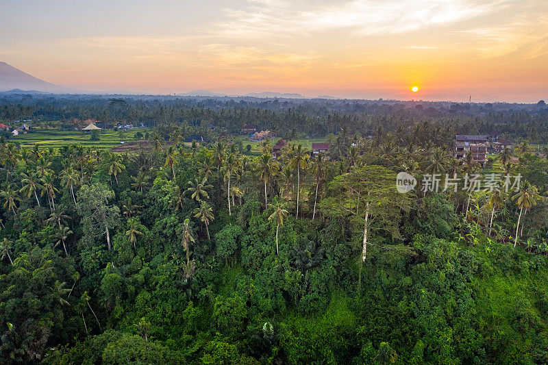 巴厘岛乌布的日出。空中无人机拍摄。