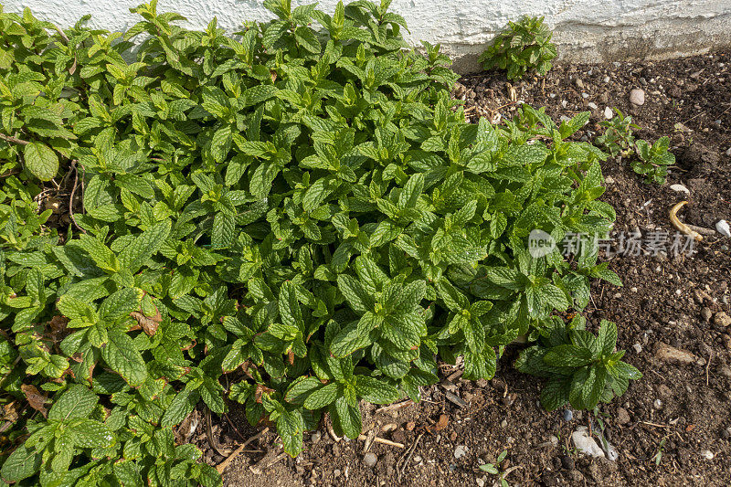 在田间生长的新鲜绿色薄荷植物