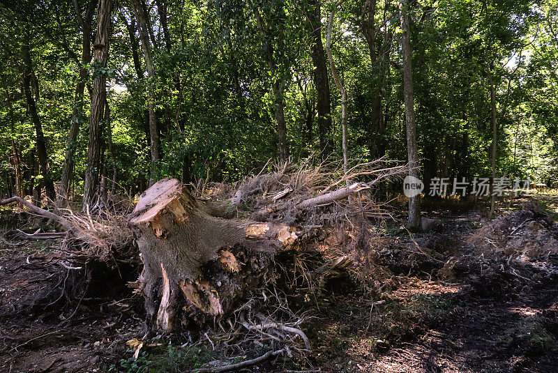 纽约长岛，从森林里移走的树桩