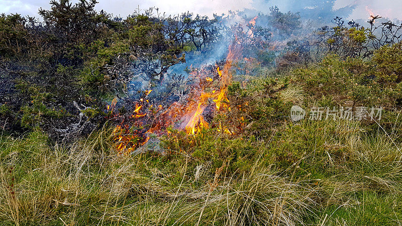 近距离拍摄的沼地燃烧在威尔士山顶的结果干旱的夏天造成的气候变化