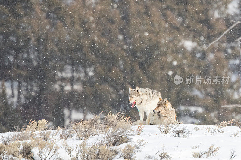 黄石国家公园里，两只马鹿狼在雪地里挤作一团