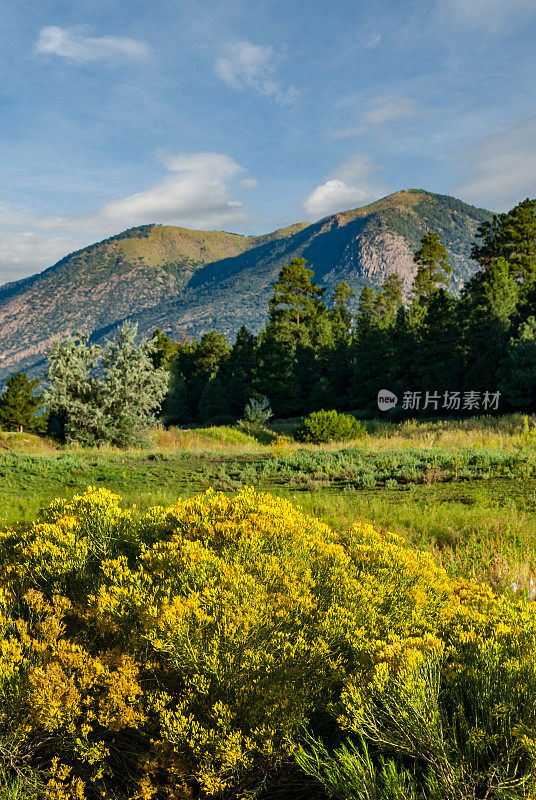 橡胶Rabbitbrush