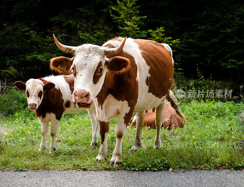 牛在路边吃草