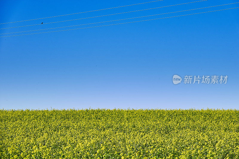 油菜地与蓝天，水平线