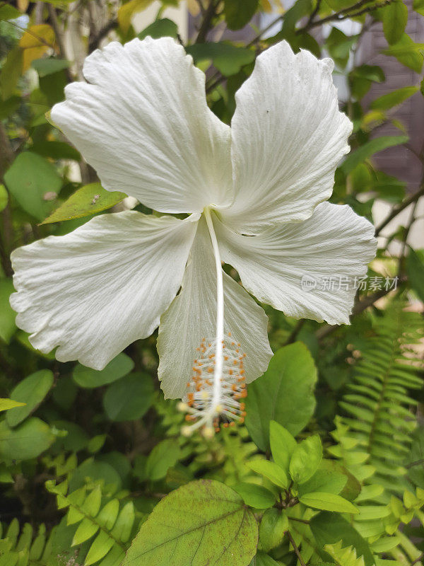 白芙蓉花