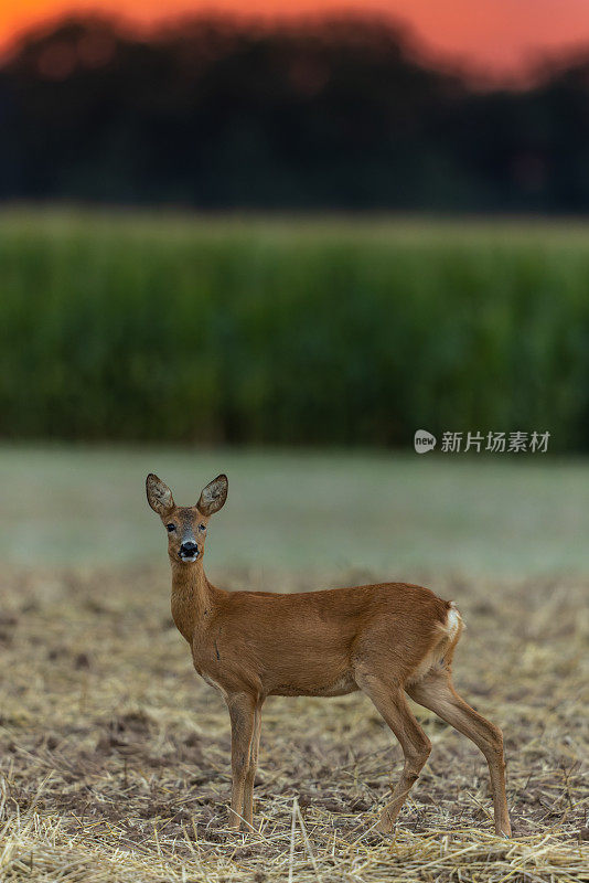 牝鹿，雌性狍