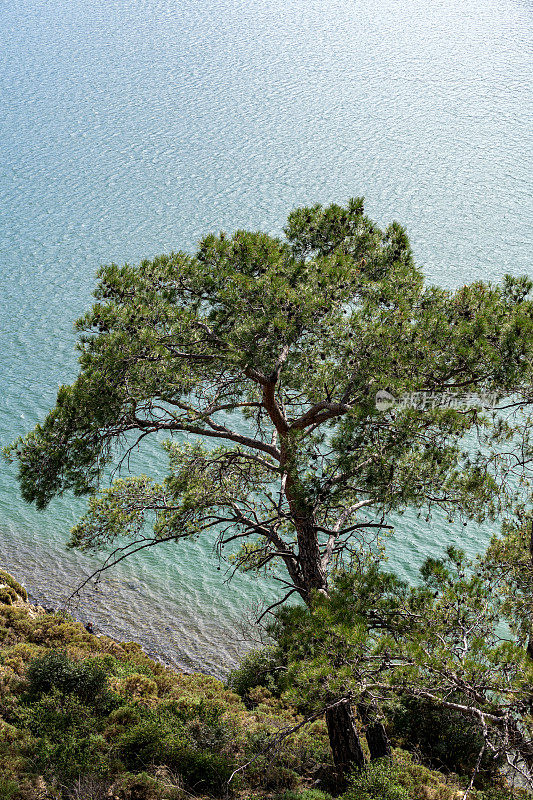 背光下海边山坡上的一棵松树和树干