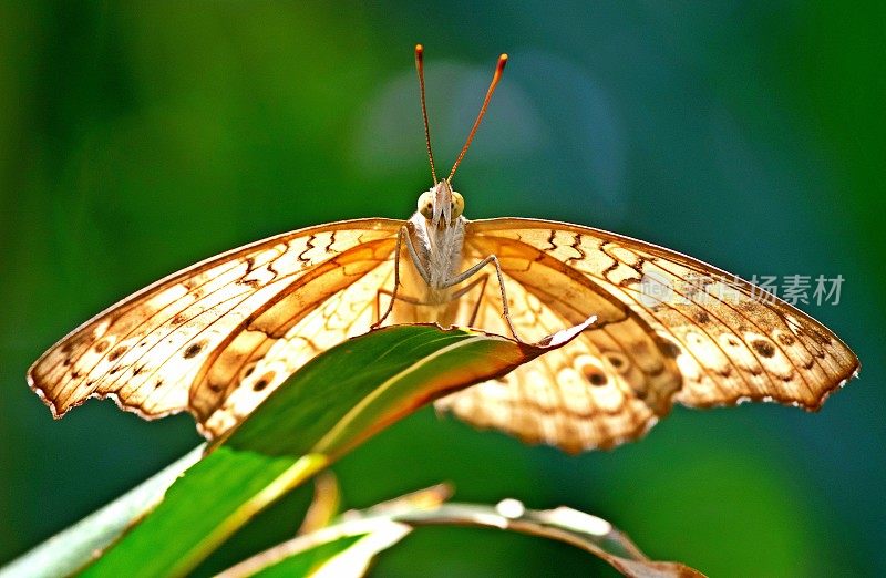 蝴蝶在叶子上展开翅膀-动物行为。