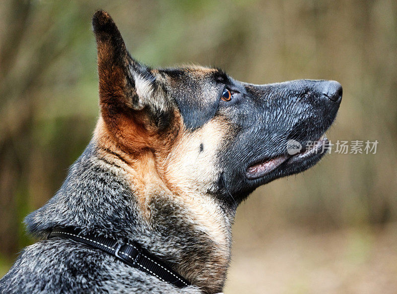 一只可爱的德国牧羊犬坐在森林里