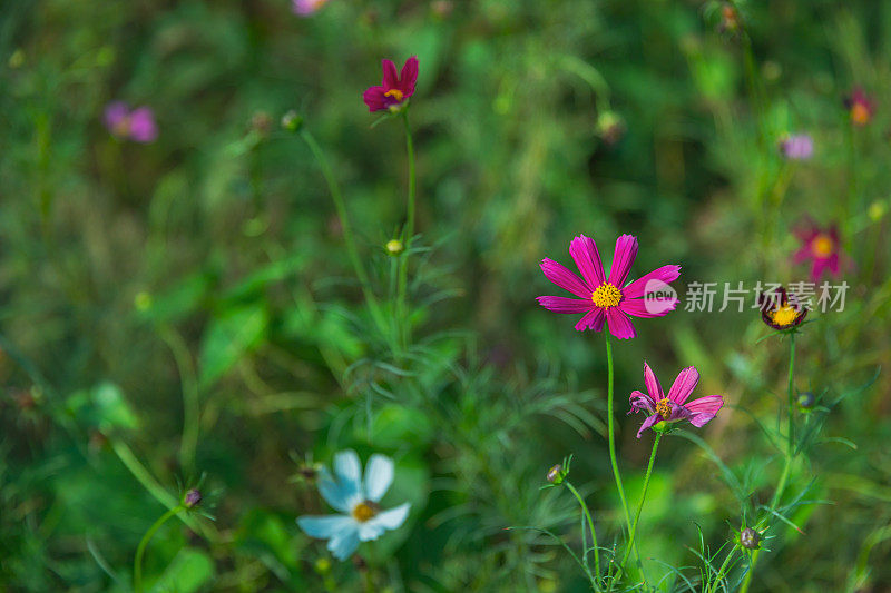 春天的花园里百花盛开。天然植物的背景。