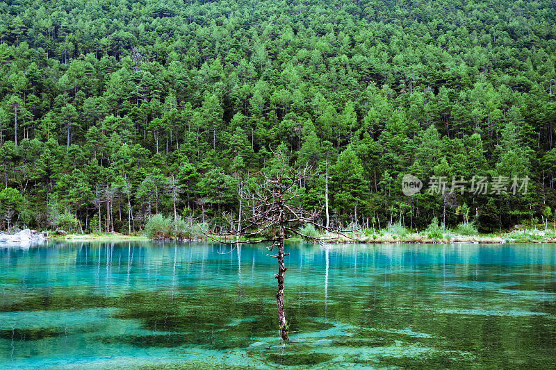 绿树生长在蓝月亮谷的碧绿湖水中