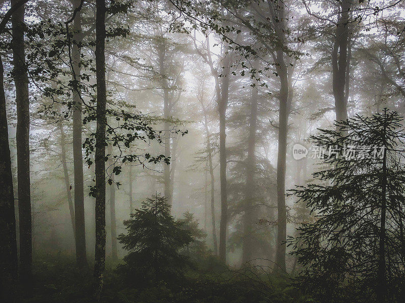 德国有雾的黑森林。