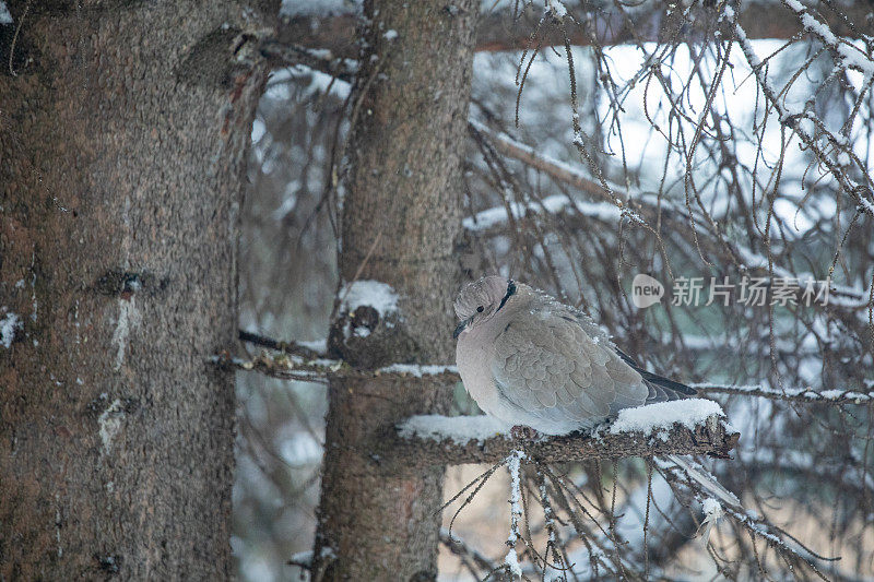 冻僵的鸟在树枝上